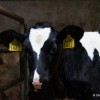 ES parādās pozitīvas iezīmes piena tirgum, eksports palielinājies par 9%